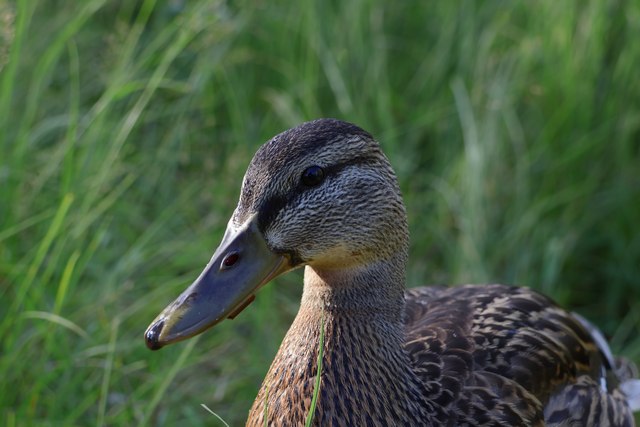 Canon EOS R10_24w.jpg