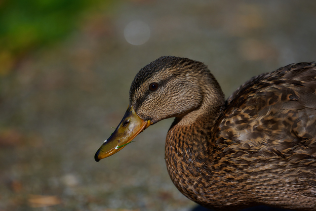 Nikon Z 400mm f4.5_3w.jpg