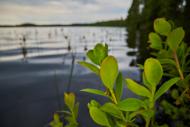 Laowa 24mm f14 probe_6w.jpg