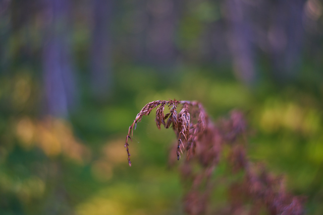 Voigtländer 35mm f1.2_6w.jpg