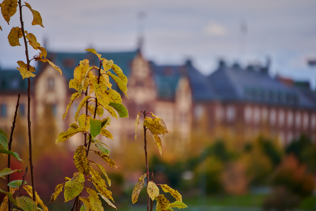 Tamron 70-300 Nikon Z_4w.jpg