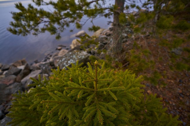 Sigma 17mm f4 so_11w.jpg