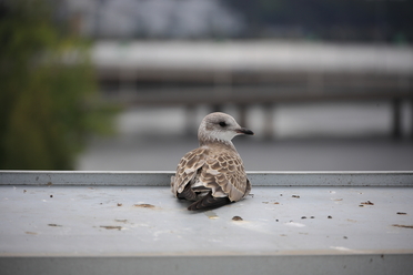 canon_rf_24 240_19.JPG