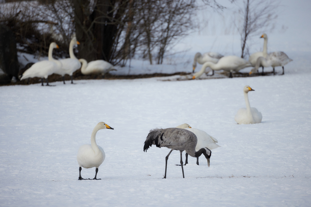 Canon RF 800 f11_21w.jpg