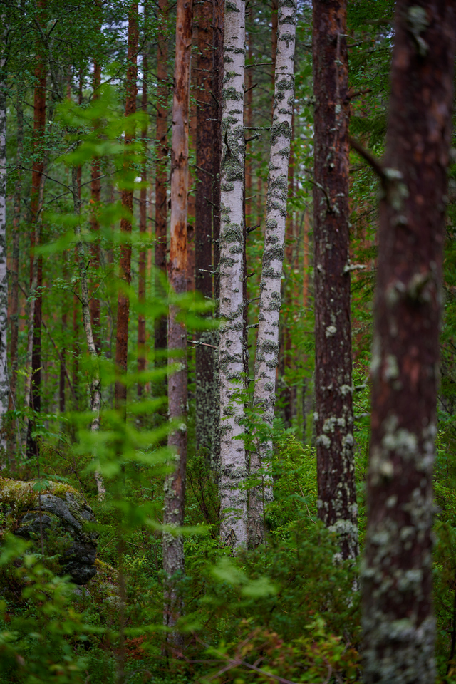 Nikon Z 105 f2.8_9w.jpg