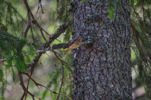 Fujifilm XF 150-600_6w.jpg