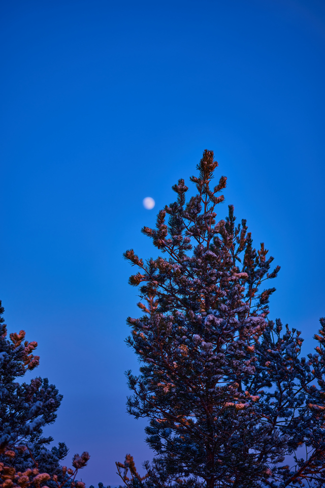 Canon RF 85 macro_8w.jpg