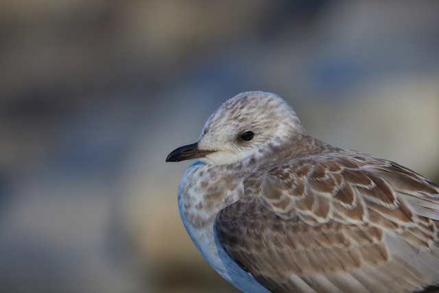 Canon RF 600f11_5w.jpg