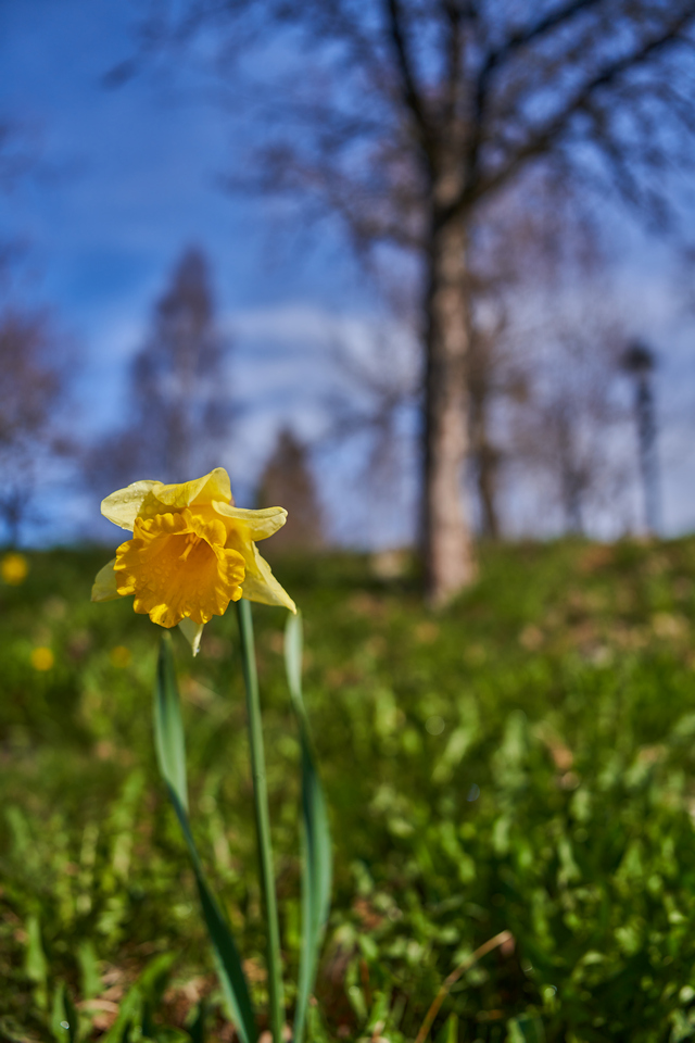 Sony FE 24-70 f2.8 GM II_20w.jpg