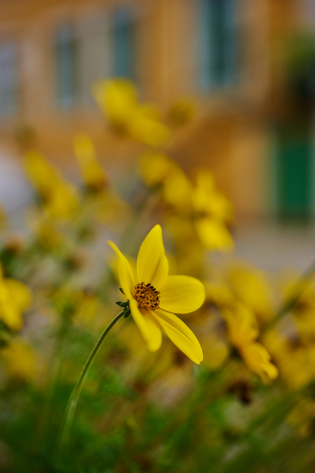 Nikon Z 50mm macro_24w.jpg