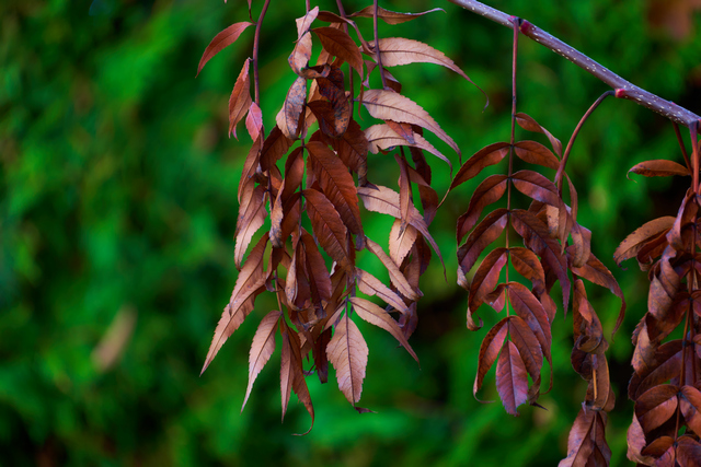 Tamron 18-300 Sony E_28w.jpg