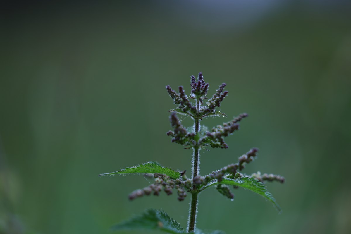 Canon EOS R5_21w.jpg