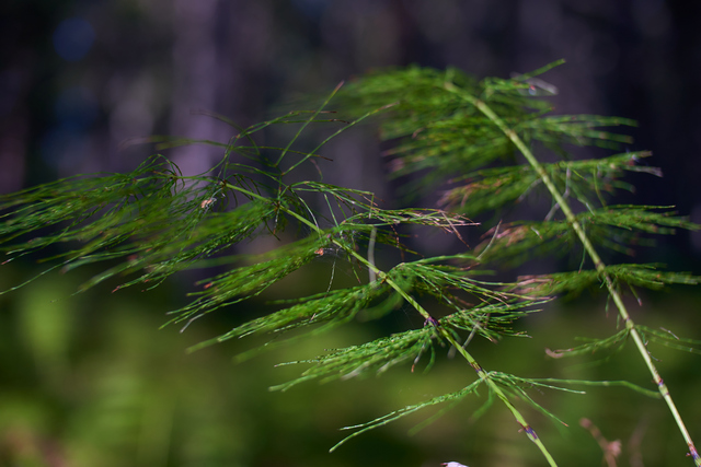 Laowa 33mm Argus_12w.jpg