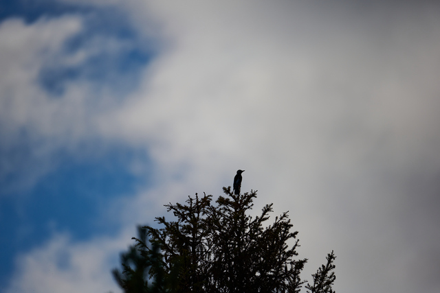 Nikon Z 400mm f4.5_23w.jpg