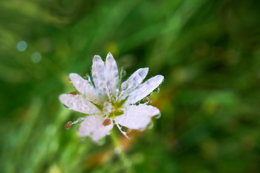 Laowa 24mm PeriProbe_2_blogg.jpg