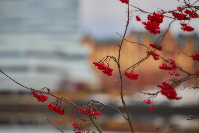 Canon RF_70200_f28_7w.jpg