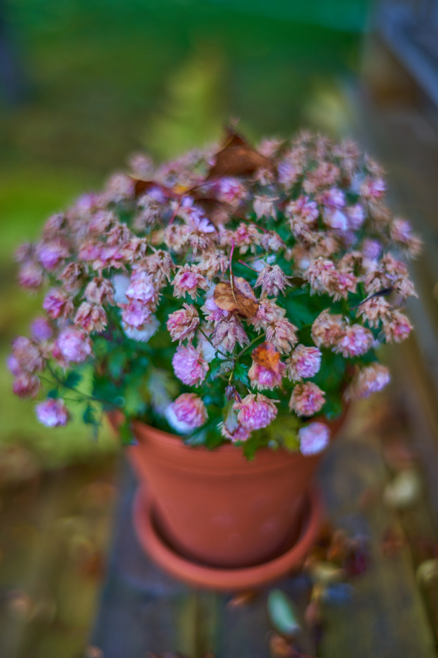 Laowa 35mm f0.95_25w.jpg