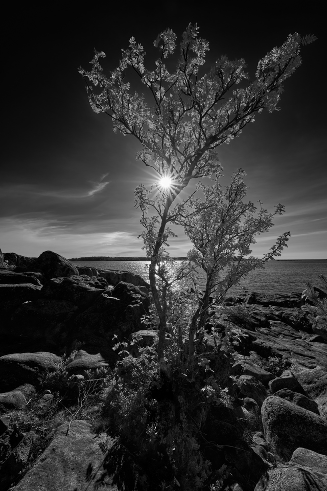 Sony 14mm f1.8_14w.jpg