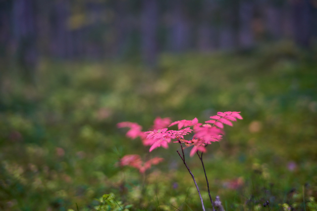 Laowa 35mm f0.95_13w.jpg