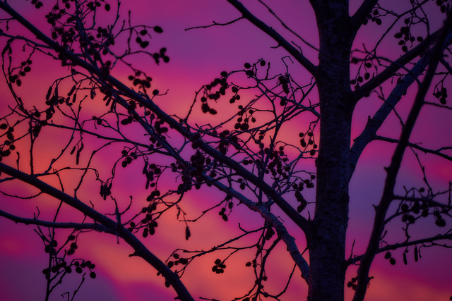 nikon z50 250 dx_11w.jpg