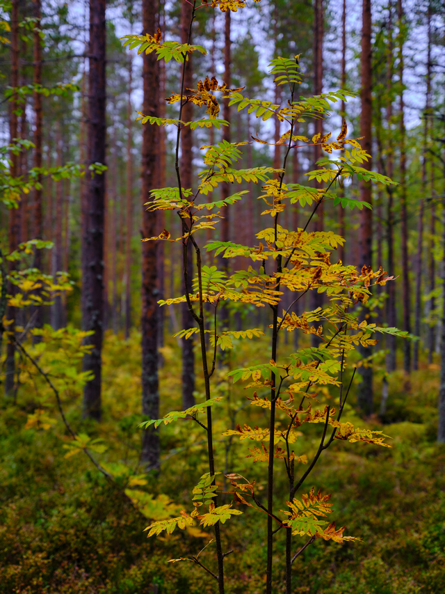 Fujifilm GFX 50s II_9w.jpg