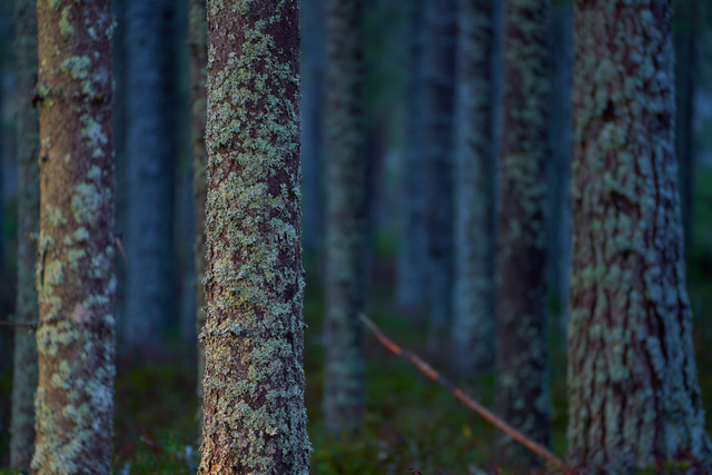 Tamron 70 300 Sony_14w.jpg