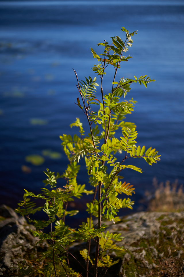 Laowa 33mm Argus_13w.jpg