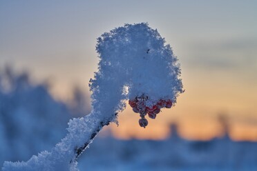 Laowa 85mm macro_blogg1.jpg