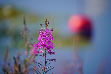 sony_fe_200 600mm_25.JPG