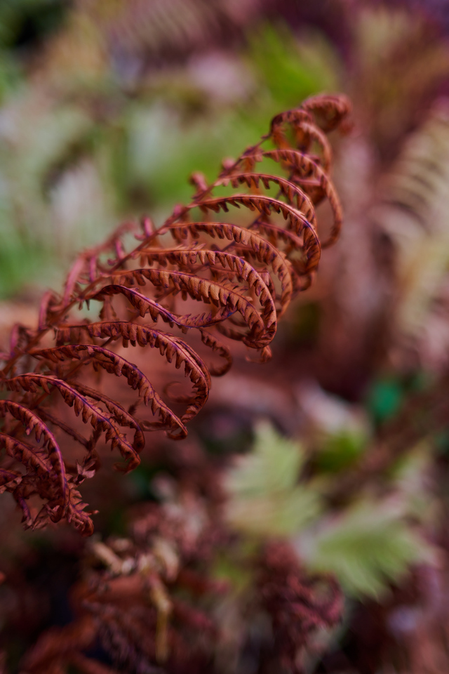 Nikon Z 40mm f2_19w.jpg