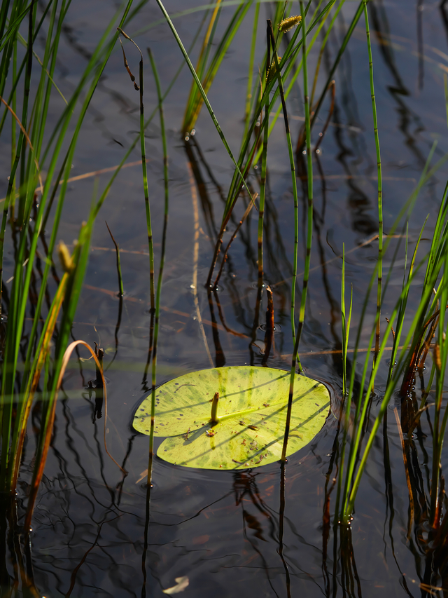 Panasonic GH5 II_5w.jpg