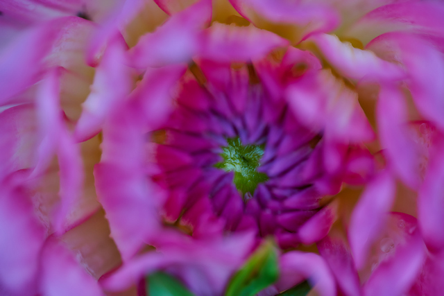 Nikon Z 105 f2.8_6w.jpg