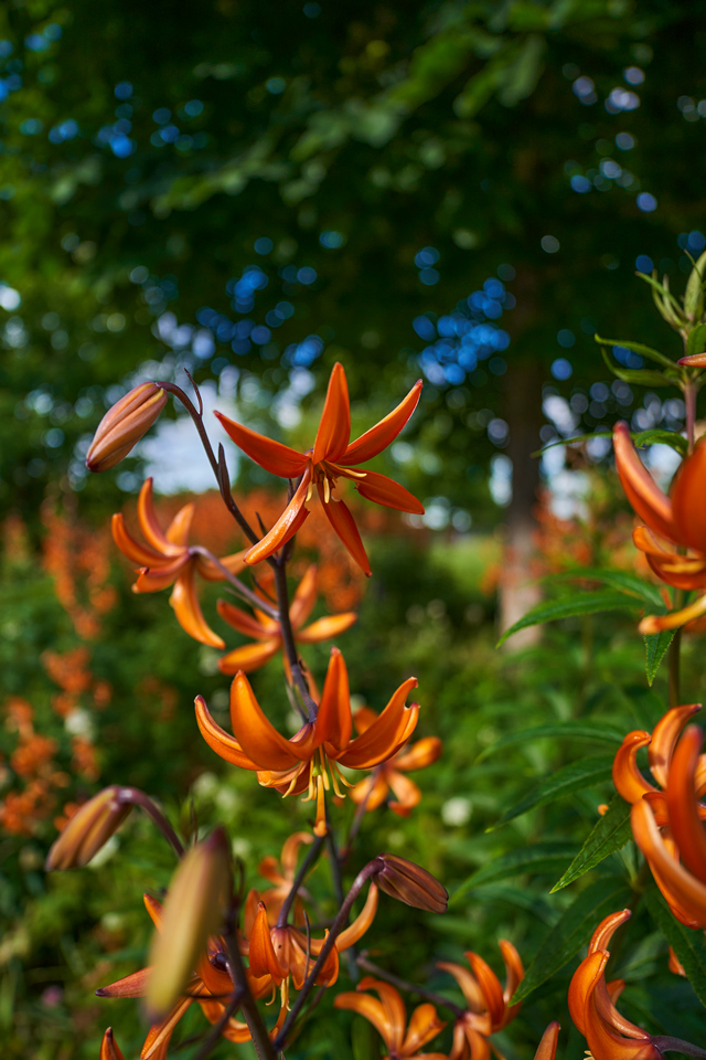 Sony 11mm f1.8_16w.jpg