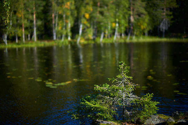 Laowa 33mm Argus_14w.jpg