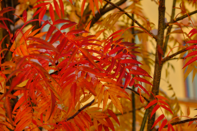 Fujifilm_XF 16-80_8w.jpg