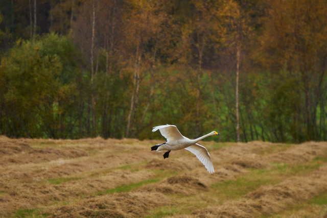 Tamron 50-400mm_18w.jpg