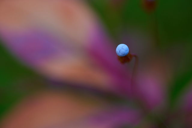 Canon RF 100 macro_8w.jpg