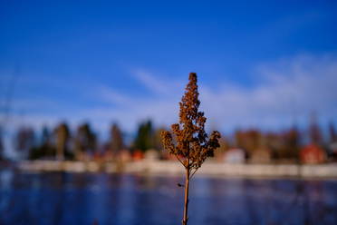 Fuji XF 18mm f1.4_7_blogg.jpg