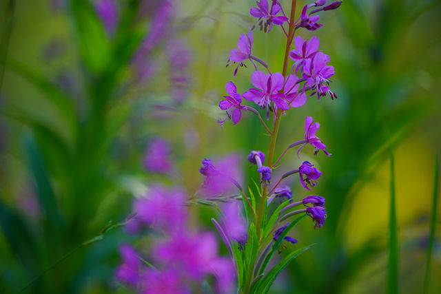 sony_fe_200 600mm_23w.jpg