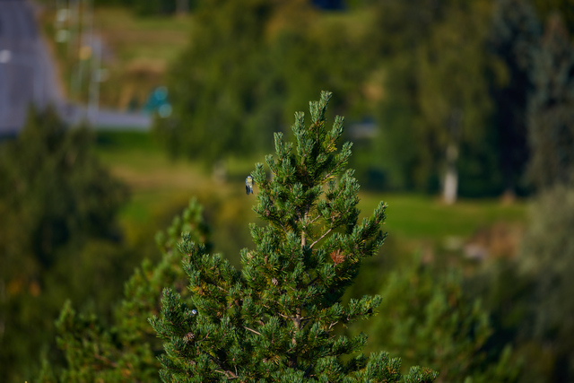 Nikon Z 400mm f4.5_17w.jpg