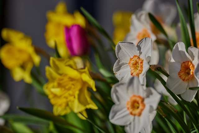 Canon RF 800mm f5.6_10w.jpg