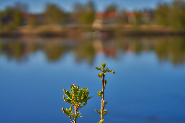 Samyang 75 f1,8_4w.jpg