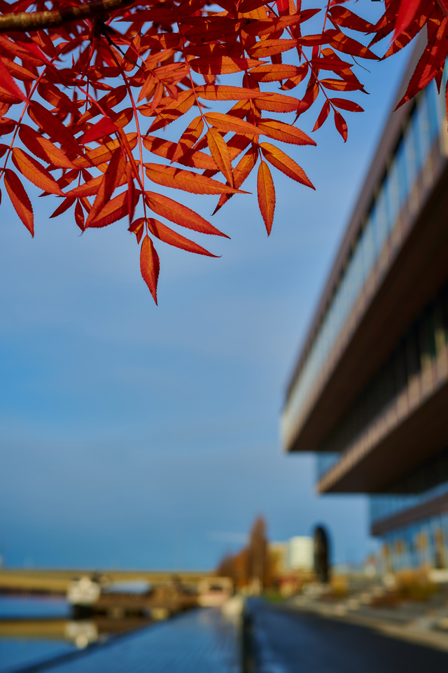 Nikon Z 40mm f2_6w.jpg