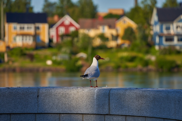 Tamron 28-200 sony_17w.jpg