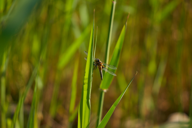 Tamron 28-200 sony_12w.jpg