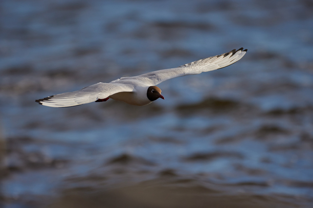 Canon RF 800mm f5.6_20w.jpg