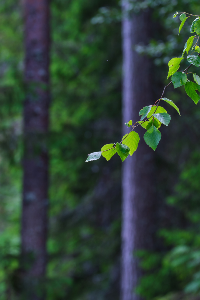 Fujifilm XF 150-600_19w.jpg