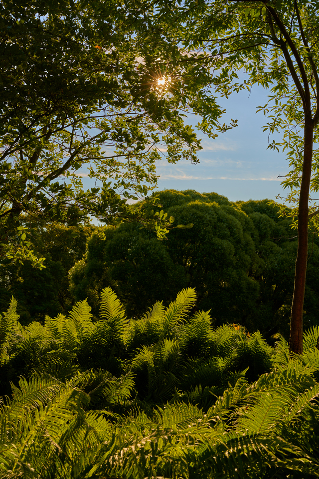 Sony 50mm f1.2_5w.jpg