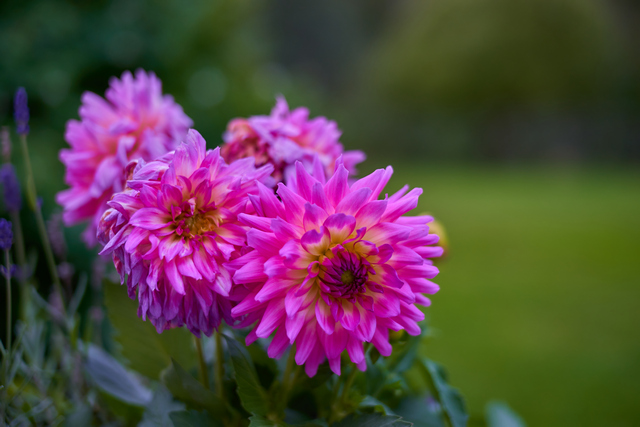 Laowa 33mm Argus_15w.jpg