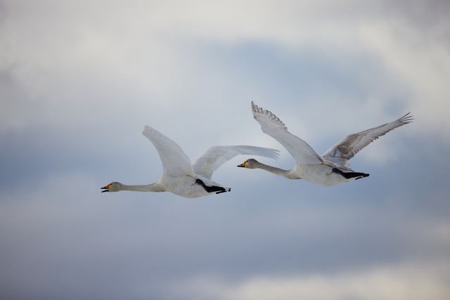 Canon RF 800 f11_22w.jpg